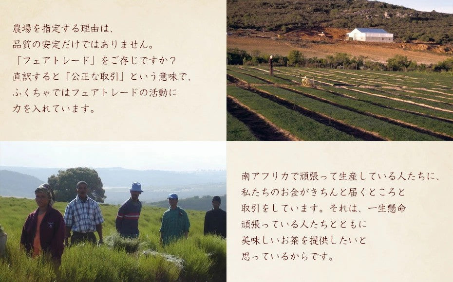 お試し オーガニック ルイボスティー ふくちゃのがぶ飲みルイボスティー ティーパック20包 ノンカフェイン美容対策 送料無料 健康茶、ノンカフェインで紅茶のような風味です｜ボタニカルなお茶 ふくちゃ